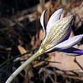 Crocus biflorus, John Lonsdale Crocus biflorus, John Lonsdale