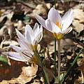 Crocus biflorus in habitat, Angelo Porcelli [Shift+click to enlarge, Click to go to wiki entry]