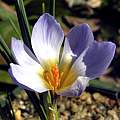 Crocus adamii, syn. Crocus biflorus ssp. adamii, John Lonsdale [Shift+click to enlarge, Click to go to wiki entry]