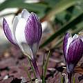 Crocus alexandri, syn. Crocus biflorus ssp. alexandrii, John Lonsdale Crocus alexandri, syn. Crocus biflorus ssp. alexandrii, John Lonsdale