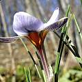 Crocus isauricus, syn. Crocus biflorus ssp. isauricus, John Lonsdale Crocus isauricus, syn. Crocus biflorus ssp. isauricus, John Lonsdale