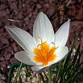 Crocus caspius by John Lonsdale [Shift+click to enlarge, Click to go to wiki entry]