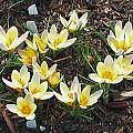 Crocus chrysanthus 'Advance', Mark McDonough [Shift+click to enlarge, Click to go to wiki entry]