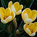 Crocus chrysanthus 'Romance', David Pilling