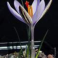 Crocus corsicus closeup, Tony Goode [Shift+click to enlarge, Click to go to wiki entry]