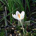Crocus corsicus white with soft pink flame, Roland and Gemma