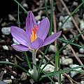 Crocus corsicus closeup, Mary Sue Ittner [Shift+click to enlarge, Click to go to wiki entry]