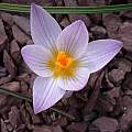 Crocus dalmaticus, John Lonsdale [Shift+click to enlarge, Click to go to wiki entry]