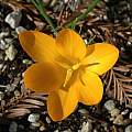 Crocus flavus, Mary Sue Ittner Crocus flavus, Mary Sue Ittner