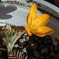 Crocus flavus, Mary Sue Ittner Crocus flavus, Mary Sue Ittner