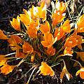 Crocus flavus, Jane McGary [Shift+click to enlarge, Click to go to wiki entry]