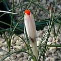 Crocus fleischeri, John Lonsdale Crocus fleischeri, John Lonsdale