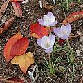 Crocus goulimyi, Mark McDonough Crocus goulimyi, Mark McDonough