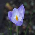 Crocus goulimyi, Arnold Trachtenberg [Shift+click to enlarge, Click to go to wiki entry]