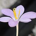 Crocus goulimyi, M. Gastil-Buhl [Shift+click to enlarge, Click to go to wiki entry]