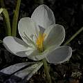 Crocus goulimyi 'Mani White', Mary Sue Ittner [Shift+click to enlarge, Click to go to wiki entry]