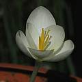 Crocus goulimyi 'Mani White', Mary Sue Ittner Crocus goulimyi 'Mani White', Mary Sue Ittner