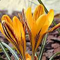 Crocus graveolens, John Lonsdale Crocus graveolens, John Lonsdale