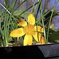 Crocus graveolens, John Lonsdale Crocus graveolens, John Lonsdale