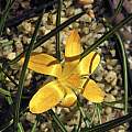 Crocus graveolens, John Lonsdale Crocus graveolens, John Lonsdale