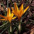 Crocus graveolens, John Lonsdale Crocus graveolens, John Lonsdale