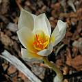 Crocus hadriaticus, Mary Sue Ittner [Shift+click to enlarge, Click to go to wiki entry]