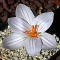 Crocus hermoneus, John Lonsdale [Shift+click to enlarge, Click to go to wiki entry]