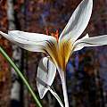 Crocus hyemalis, John Lonsdale Crocus hyemalis, John Lonsdale