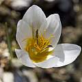 Crocus hyemalis, Shlomit Heymann Crocus hyemalis, Shlomit Heymann