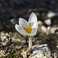 Crocus hyemalis, Shlomit Heymann Crocus hyemalis, Shlomit Heymann