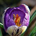 Crocus imperati 'Jager' closeup, Steve Burger [Shift+click to enlarge, Click to go to wiki entry]