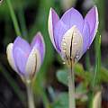Crocus imperati ssp. imperati, Mary Sue Ittner [Shift+click to enlarge, Click to go to wiki entry]