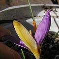 Crocus imperati ssp. suaveolens, one purple tepal, Bob Rutemoeller Crocus imperati ssp. suaveolens, one purple tepal, Bob Rutemoeller