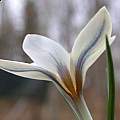 Crocus kerndorffiorum, John Lonsdale Crocus kerndorffiorum, John Lonsdale