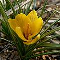 Crocus korolkowii closeup, Steve Burger Crocus korolkowii closeup, Steve Burger