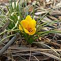 Crocus korolkowii distant shot, Steve Burger [Shift+click to enlarge, Click to go to wiki entry]