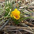 Crocus korolkowii distant shot, Steve Burger Crocus korolkowii distant shot, Steve Burger