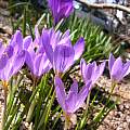 Crocus kosaninii, Arnold Trachtenberg Crocus kosaninii, Arnold Trachtenberg