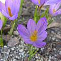 Crocus kosaninii, Arnold Trachtenberg [Shift+click to enlarge, Click to go to wiki entry]