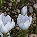 Crocus leichtlinii, Jane McGary Crocus leichtlinii, Jane McGary