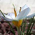 Crocus leichtlinii, John Lonsdale Crocus leichtlinii, John Lonsdale