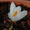 Crocus malyi silhouette, Mary Sue Ittner Crocus malyi silhouette, Mary Sue Ittner