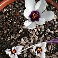 Crocus mathewii, Jane McGary [Shift+click to enlarge, Click to go to wiki entry]