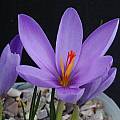 Crocus medius, John Lonsdale [Shift+click to enlarge, Click to go to wiki entry]