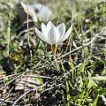 Crocus melantherus, Pantazi Katerina, iNaturalist, CC BY