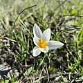 Crocus melantherus, Pantazi Katerina, iNaturalist, CC BY