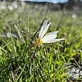 Crocus melantherus, Pantazi Katerina, iNaturalist, CC BY