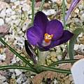 Crocus minimus 'Bavella', Rimmer de Vries Crocus minimus 'Bavella', Rimmer de Vries