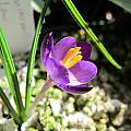 Crocus minimus 'Bavella', Rimmer de Vries Crocus minimus 'Bavella', Rimmer de Vries