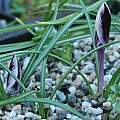 Crocus minimus, M. Gastil-Buhl Crocus minimus, M. Gastil-Buhl